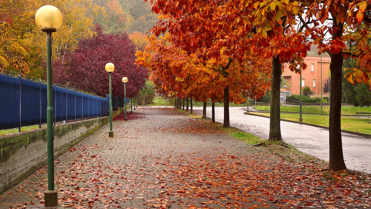 University Building with trees displaying their autumn colors