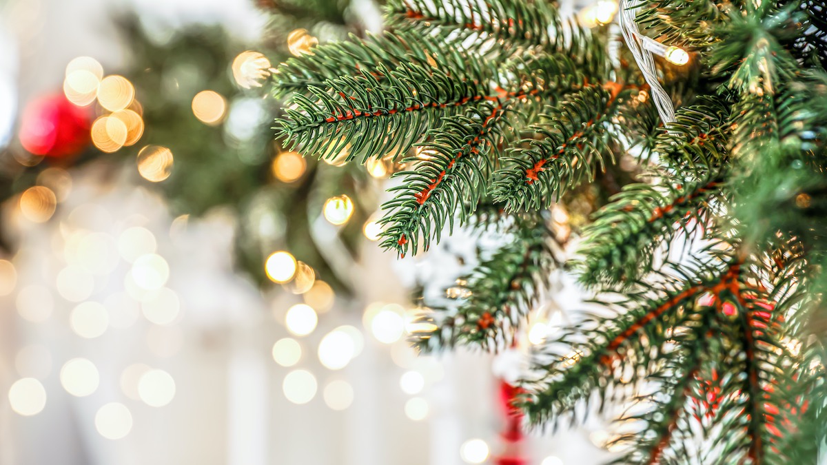 Fir Tree Branches With Glowing Garland Reflect Season's Greetings - Christmas 2020